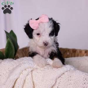 Kim, Mini Bernedoodle Puppy